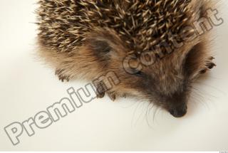 Hedgehog - Erinaceus europaeus  0074